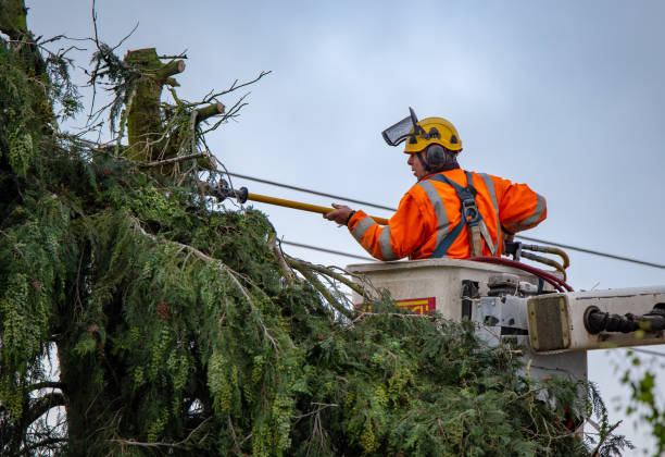 How Our Tree Care Process Works  in  Mexia, TX